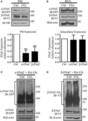 Hypercapnia Impairs ENaC Cell Surface Stability by Promoting Phosphorylation, Polyubiquitination and Endocytosis of β-ENaC in a Human Alveolar Epithelial Cell Line